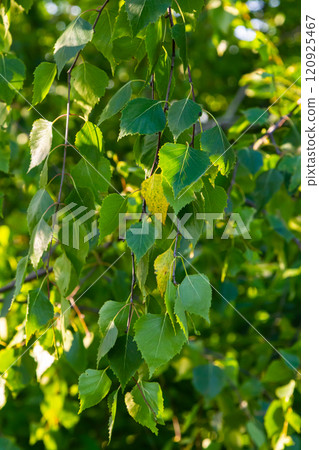 Close up view of flowering yellow catkins on a river birch tree betula nigra in spring, with blue sky background 120925467
