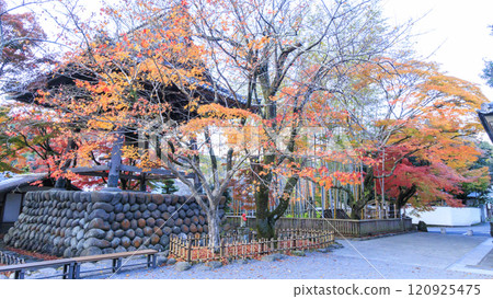 明亮的紅色秋葉和橋樑 120925475