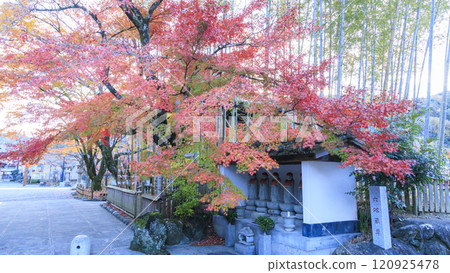 Bright red autumn leaves and bridge 120925478