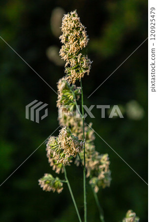 Plant Dactylis against green grass. In the meadow blooms valuable fodder grass Dactylis glomerata.Dactylis glomerata, also known as cock's foot, orchard grass, or cat grass Plant Dactylis against green grass. In the meadow blooms valuable fodder grass Dactylis glomerata.Dactylis glomerata, also known as cock's foot, orchard grass, or cat grass 120925479