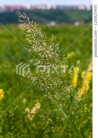 Calamagrostis arundinacea is a species of bunch grass in the family Poaceae, native to Eurasia, China and India. closeup of weeds of tropical mountains. Wild grass wallpaper. Weeds. nature grass Calamagrostis arundinacea is a species of bunch grass in the family Poaceae, native to Eurasia, China and India. closeup of weeds of tropical mountains. Wild grass wallpaper. Weeds. nature grass 120925485