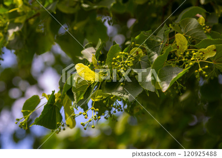 Linden, linden blossom with green leaves on a tree in summer Linden, linden blossom with green leaves on a tree in summer 120925488