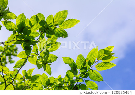 Fresh leaves of carpinus betulus in spring. Common hornbeam 120925494