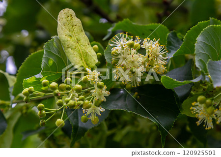Linden, linden blossom with green leaves on a tree in summer Linden, linden blossom with green leaves on a tree in summer 120925501