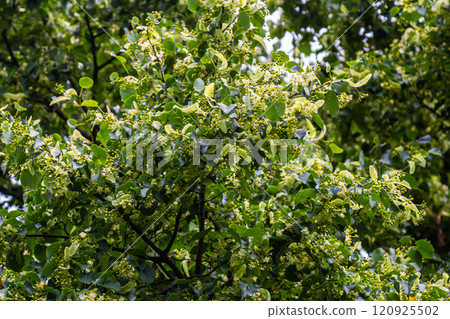 Linden, linden blossom with green leaves on a tree in summer 120925502