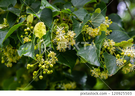 Linden, linden blossom with green leaves on a tree in summer Linden, linden blossom with green leaves on a tree in summer 120925503