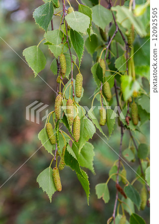 Detail of leafs and blossom of Betula pendula tree, silver birch 120925505
