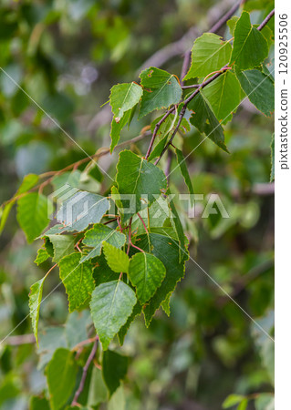 Summer background with a birch branch and earrings illuminated by the sun. Green birch leaves with dangling earrings Summer background with a birch branch and earrings illuminated by the sun. Green birch leaves with dangling earrings 120925506