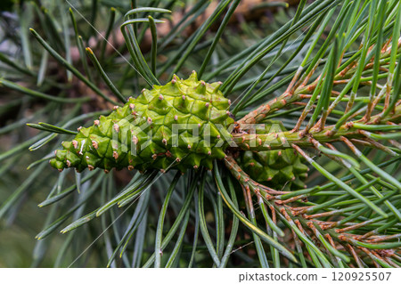 a small-growing cedar pine.Pinus pumila with big green cones in a sunny summer garden. Floral wallpaper 120925507