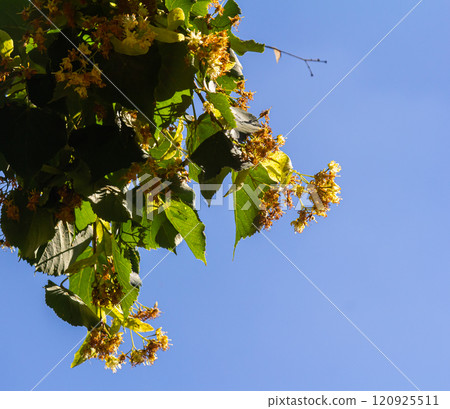 Linden, linden blossom with green leaves on a tree in summer Linden, linden blossom with green leaves on a tree in summer 120925511