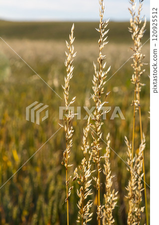 Poa trivialis rough bluegrass, rough-stalked meadow-grass or rough meadow-grass, is perennial plant regarded in US as ornamental plant. It is part of grass family 120925512