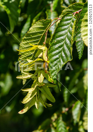 Branch of a hornbeam Carpinus betulus with drooping inflorescence and leaves in autumn, selected focus, narrow depth of field, copy space in the blurry background Branch of a hornbeam Carpinus betulus with drooping inflorescence and leaves in autumn, selected focus, narrow depth of field, copy space in the blurry background 120925513
