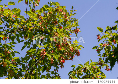 Maple Holly or maple sycamore or Maple platanolistny lat Acer platanoides a species of the genus Maple Acerfamily Sapindaceae 120925514