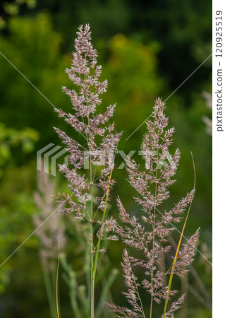 Calamagrostis arundinacea is a species of bunch grass in the family Poaceae, native to Eurasia, China and India. closeup of weeds of tropical mountains. Wild grass wallpaper. Weeds. nature grass Calamagrostis arundinacea is a species of bunch grass in the family Poaceae, native to Eurasia, China and India. closeup of weeds of tropical mountains. Wild grass wallpaper. Weeds. nature grass 120925519