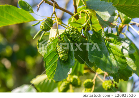 Green and brown alder cones, alder catkins and green leaves Green and brown alder cones, alder catkins and green leaves 120925520