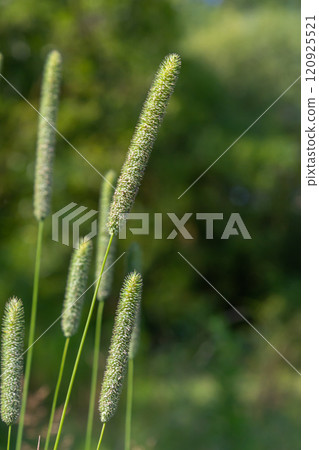 Valuable forage grass timothy Phleum pratense grows in the meadow Valuable forage grass timothy Phleum pratense grows in the meadow 120925521