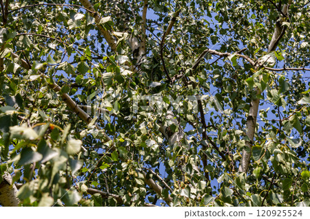 Detail of leafs and blossom of Betula pendula tree, silver birch Detail of leafs and blossom of Betula pendula tree, silver birch 120925524