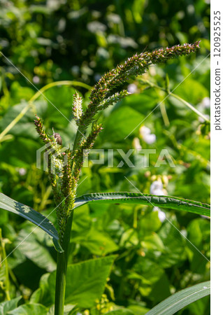Echinochloa crus-galli, commonly known as cockspur or cockspur grass, barnyard millet, Japanese millet, water grass, common barnyard grass, a common weed infesting agriculture fields Echinochloa crus-galli, commonly known as cockspur or cockspur grass, barnyard millet, Japanese millet, water grass, common barnyard grass, a common weed infesting agriculture fields 120925525