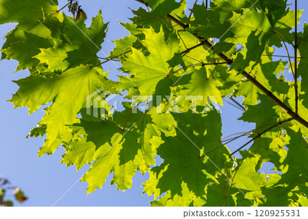 Close up of Acer platanoides, Norway maple, with sunlit new leaves on dark background. Image with selective focus and shallow depth of field 120925531