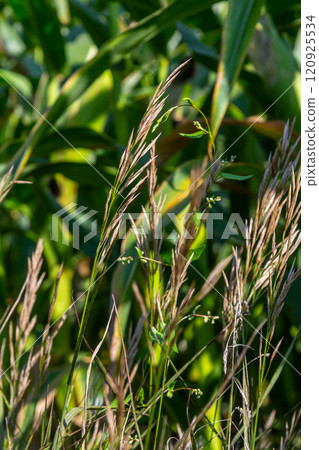 Bromegrass seed heads with blurry background. Bromus is a large genus of grasses, classified as Bromeae. They are commonly known as bromes, brome grasses, cheat grasses or chess grasses 120925534