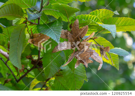 Branch of a hornbeam Carpinus betulus with drooping inflorescence and leaves in autumn, selected focus, narrow depth of field, copy space in the blurry background Branch of a hornbeam Carpinus betulus with drooping inflorescence and leaves in autumn, selected focus, narrow depth of field, copy space in the blurry background 120925554