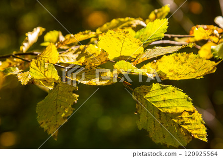 sunlit autumn leaves, colorful fall, colorful hornbeam leafs, carpinus 120925564