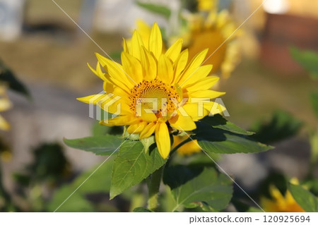 Late-blooming yellow sunflowers blooming in a garden in late autumn Late-blooming yellow sunflowers blooming in a garden in late autumn 120925694