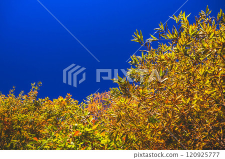 Blue sky and yellow autumn leaves 120925777