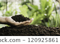 Male hands holding soil on the field. Farmer checking soil health before growth a seed of plant seedling. 120925861