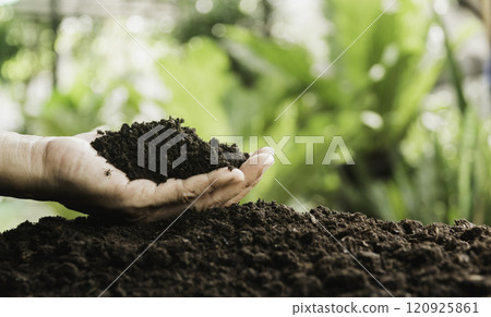 Male hands holding soil on the field. Farmer checking soil health before growth a seed of plant seedling. 120925861