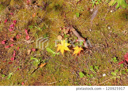 Fallen leaves, autumn leaves, maple leaves Fallen leaves, autumn leaves, maple leaves 120925917