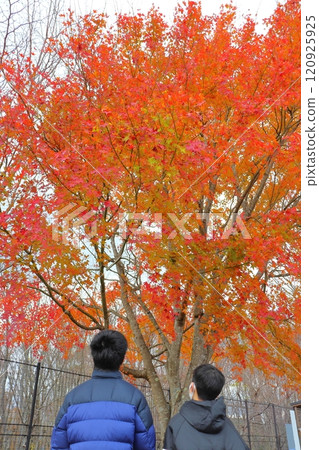 一個男孩看著一棵有秋葉的樹 — 兄弟 120925925