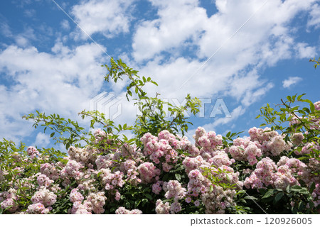 Pink rose flowers under the cloudy sky Pink rose flowers under the cloudy sky 120926005