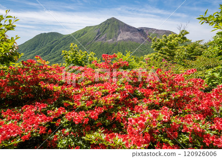 Mountain azalea flowers with Mount Takachiho in the background Mountain azalea flowers with Mount Takachiho in the background 120926006