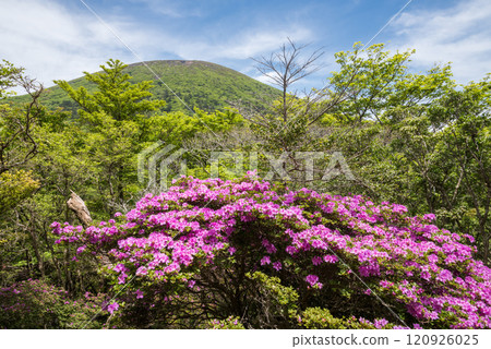 Mount Karakunidake and reddish purple azalea flowers Mount Karakunidake and reddish purple azalea flowers 120926025