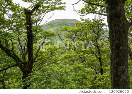 以中嶽山為背景,綠意盎然的霧島原始森林 以中嶽山為背景,綠意盎然的霧島原始森林 120926030