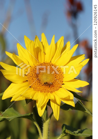深秋時節，蜜蜂從花園裡盛開的向日葵花中吸取花蜜 120926145