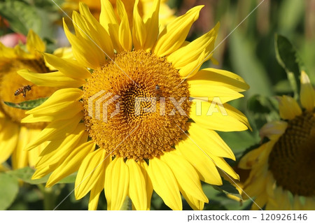 深秋時節，蜜蜂從花園裡盛開的向日葵花中吸取花蜜 120926146
