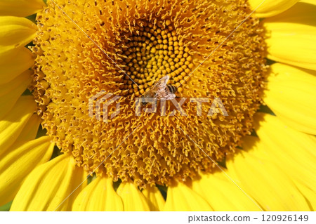 A honeybee sucking nectar from a sunflower blooming in a garden in late autumn A honeybee sucking nectar from a sunflower blooming in a garden in late autumn 120926149