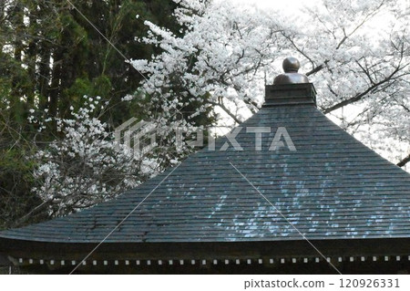 Cherry blossoms in full bloom on the roof of a historic temple Cherry blossoms in full bloom on the roof of a historic temple 120926331
