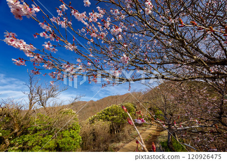 View of the cherry blossoms and Mt. Tonodake on the Tanzawa Omote Ridge View of the cherry blossoms and Mt. Tonodake on the Tanzawa Omote Ridge 120926475