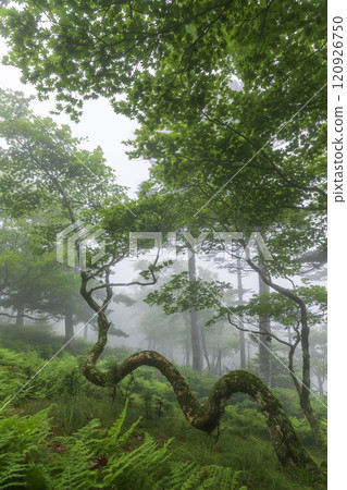 Climbing Mount Omine in the fog 120926750