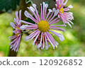 A beautiful chrysanthemum with pale pink tubular petals. 120926852