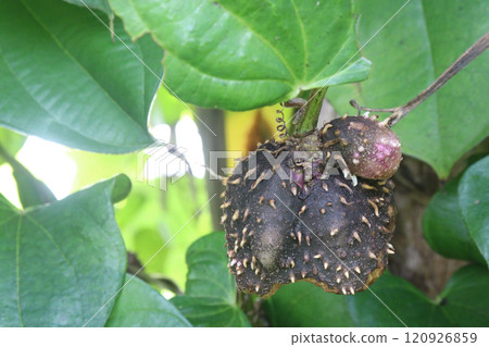 dioscorea alata purple yam on plant in farm 120926859