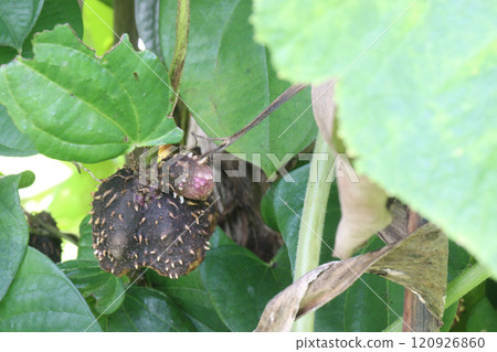 dioscorea alata purple yam on plant in farm 120926860