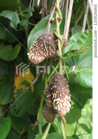 dioscorea alata purple yam on plant in farm dioscorea alata purple yam on plant in farm 120926868