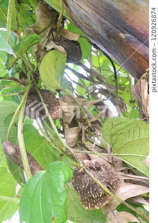 dioscorea alata purple yam on plant in farm 120926874