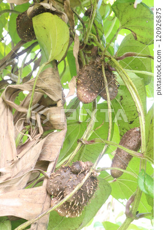 dioscorea alata purple yam on plant in farm 120926875