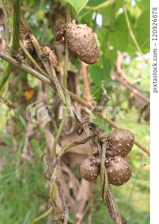 dioscorea alata purple yam on plant in farm 120926878