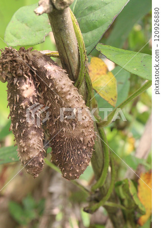 dioscorea alata purple yam on plant in farm 120926880